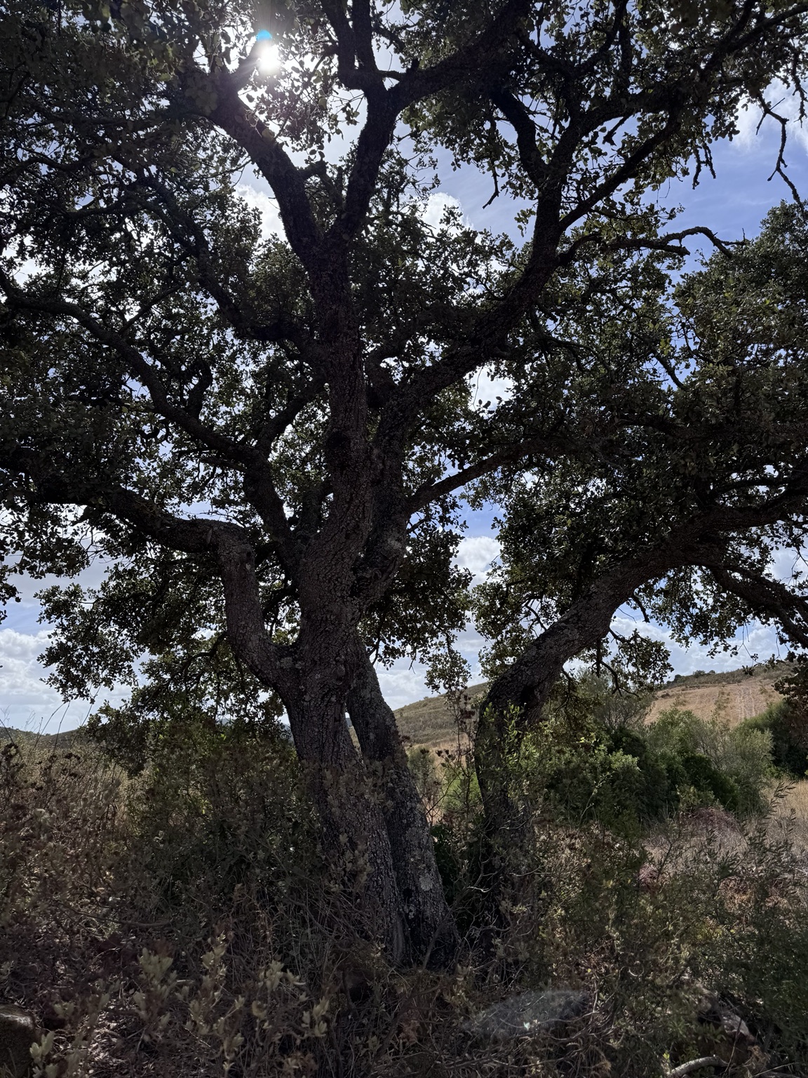 An old cork oak at Monte da Lareira in the Algarve